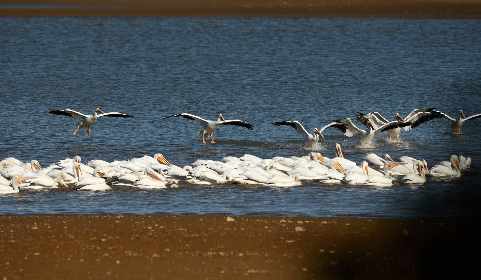 Pelecanus erythrorhynchos [400 mm, 1/5000 Sek. bei f / 7.1, ISO 1000]